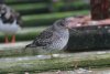 Purple Sandpiper at Southend Pier (Steve Arlow) (61296 bytes)